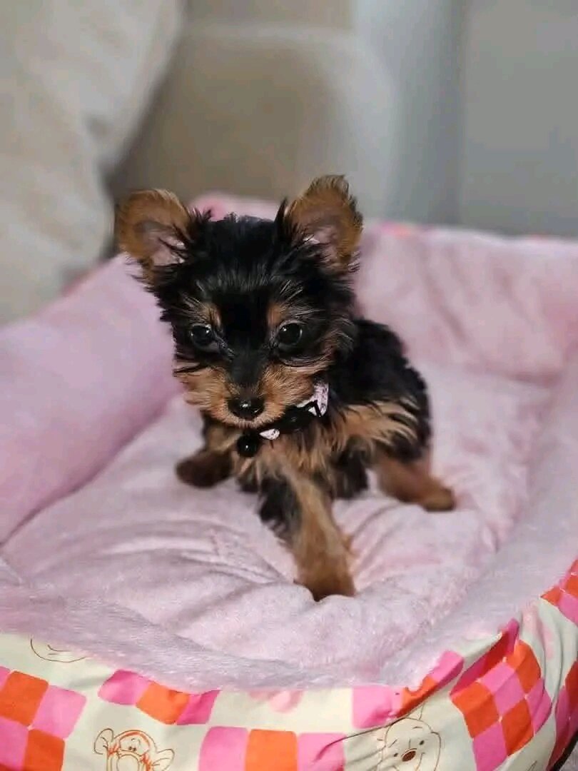 Does anyone want this little girl? Her name is Luc image 3