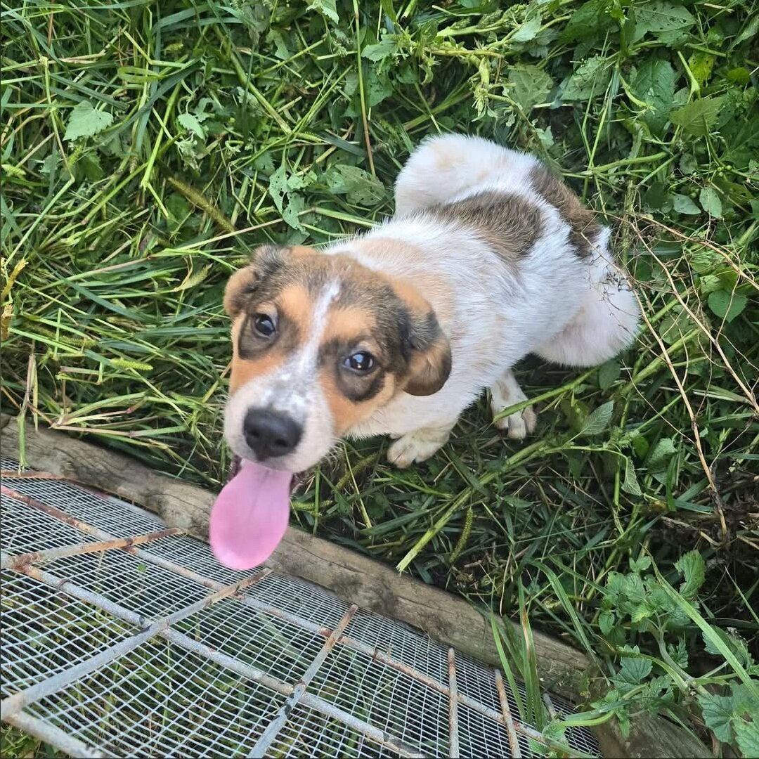 Great Pyreneese/boarder heeler puppy image 2