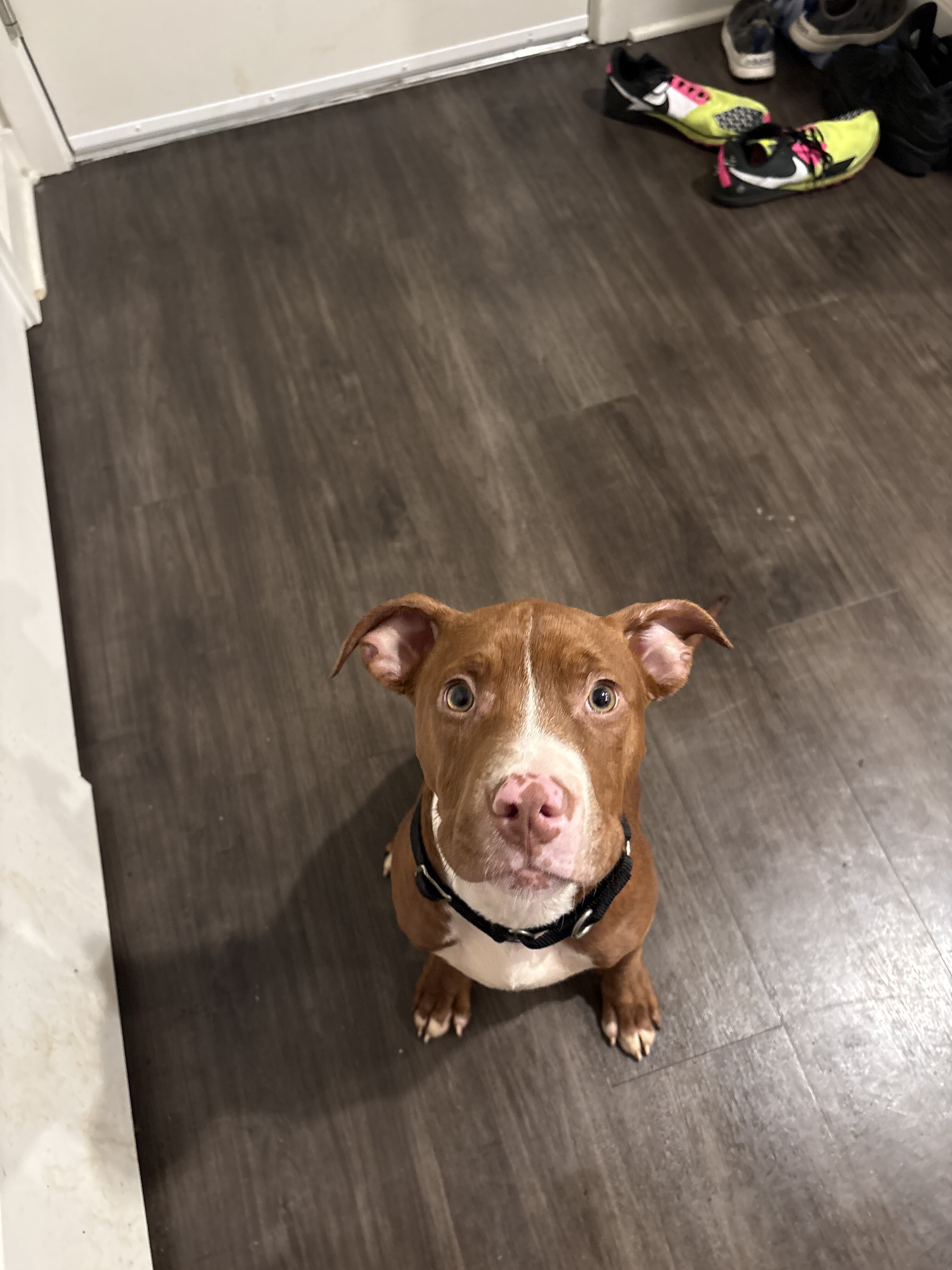 Pitbull puppy image 1
