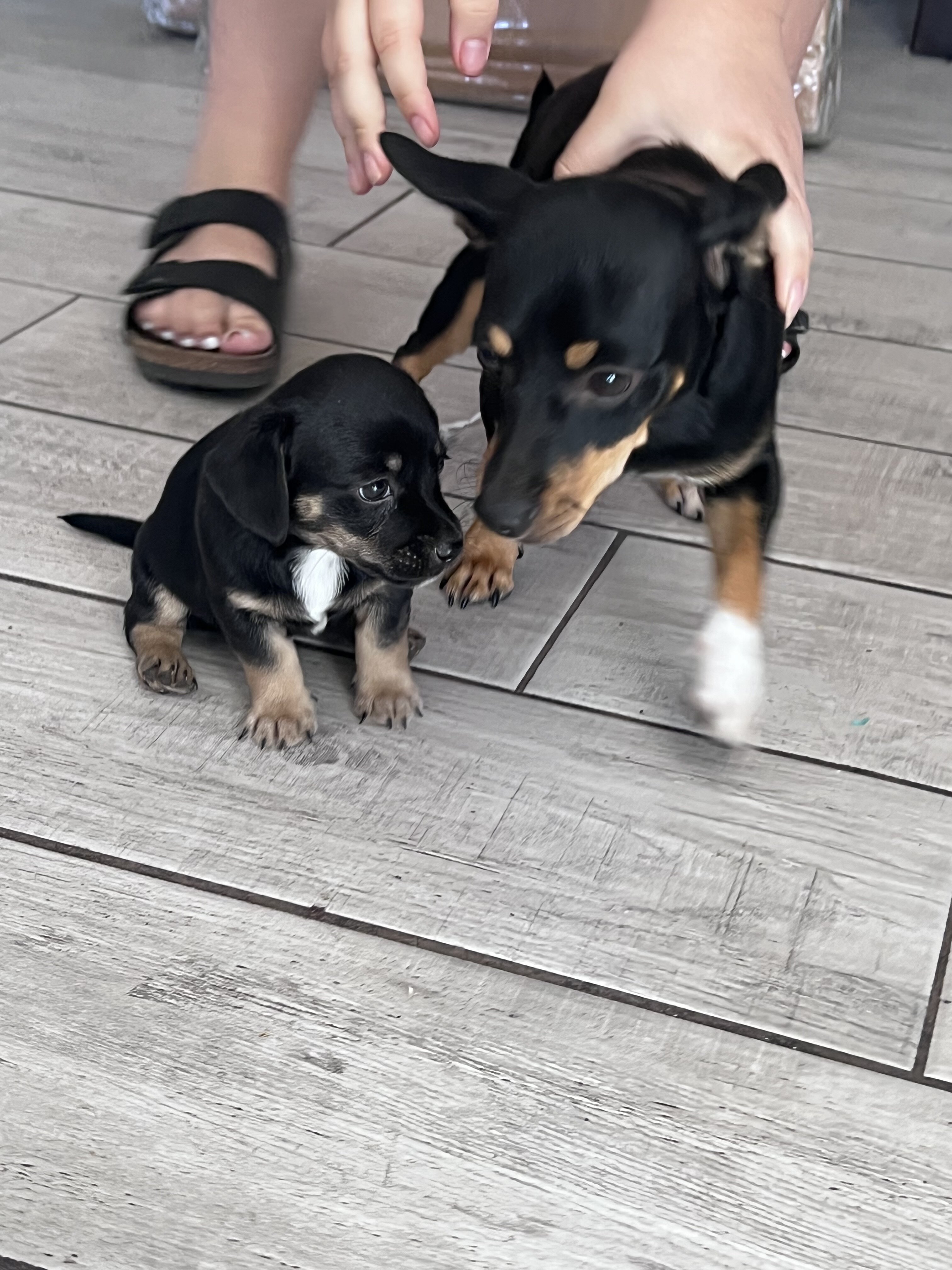 Adorable Chihuahua puppies image 1