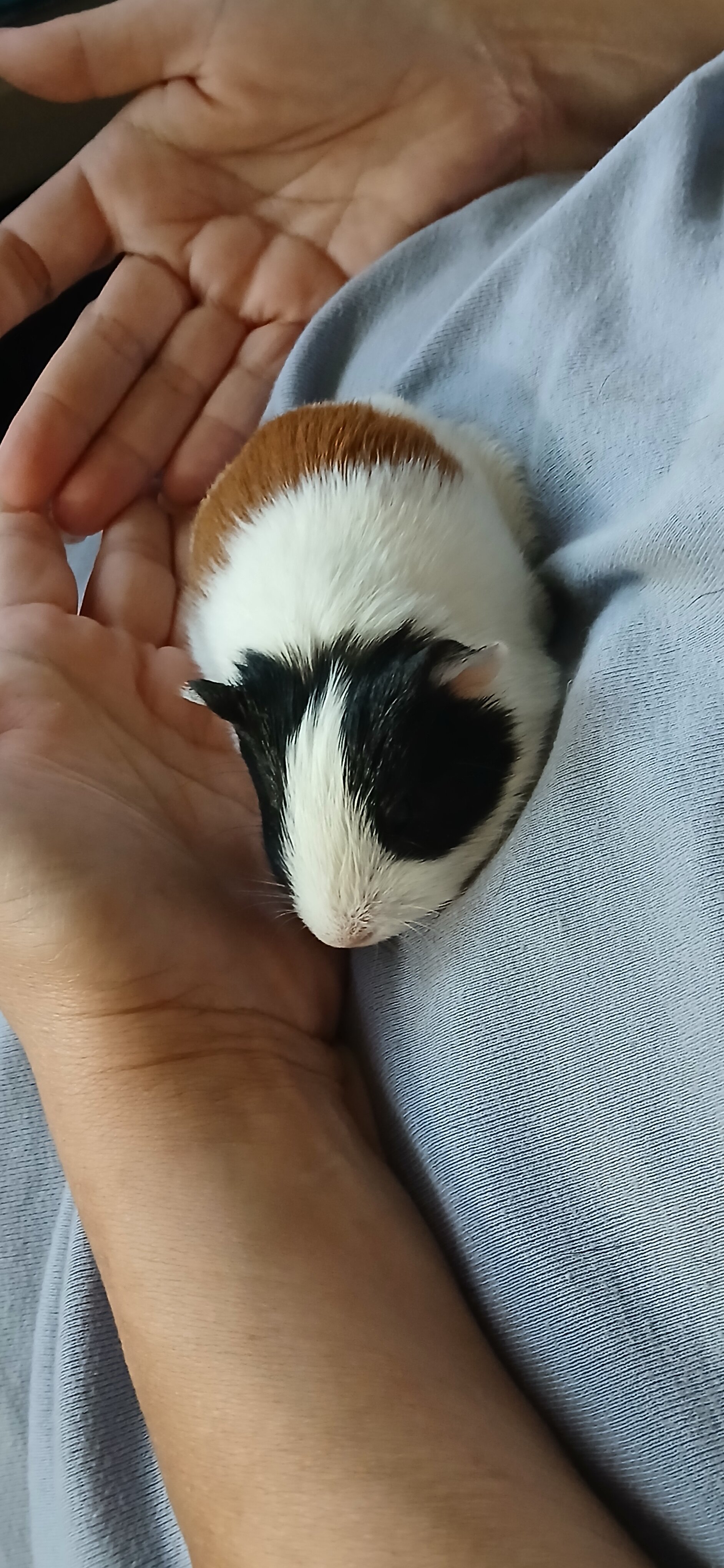 Baby Guinea pig image 2