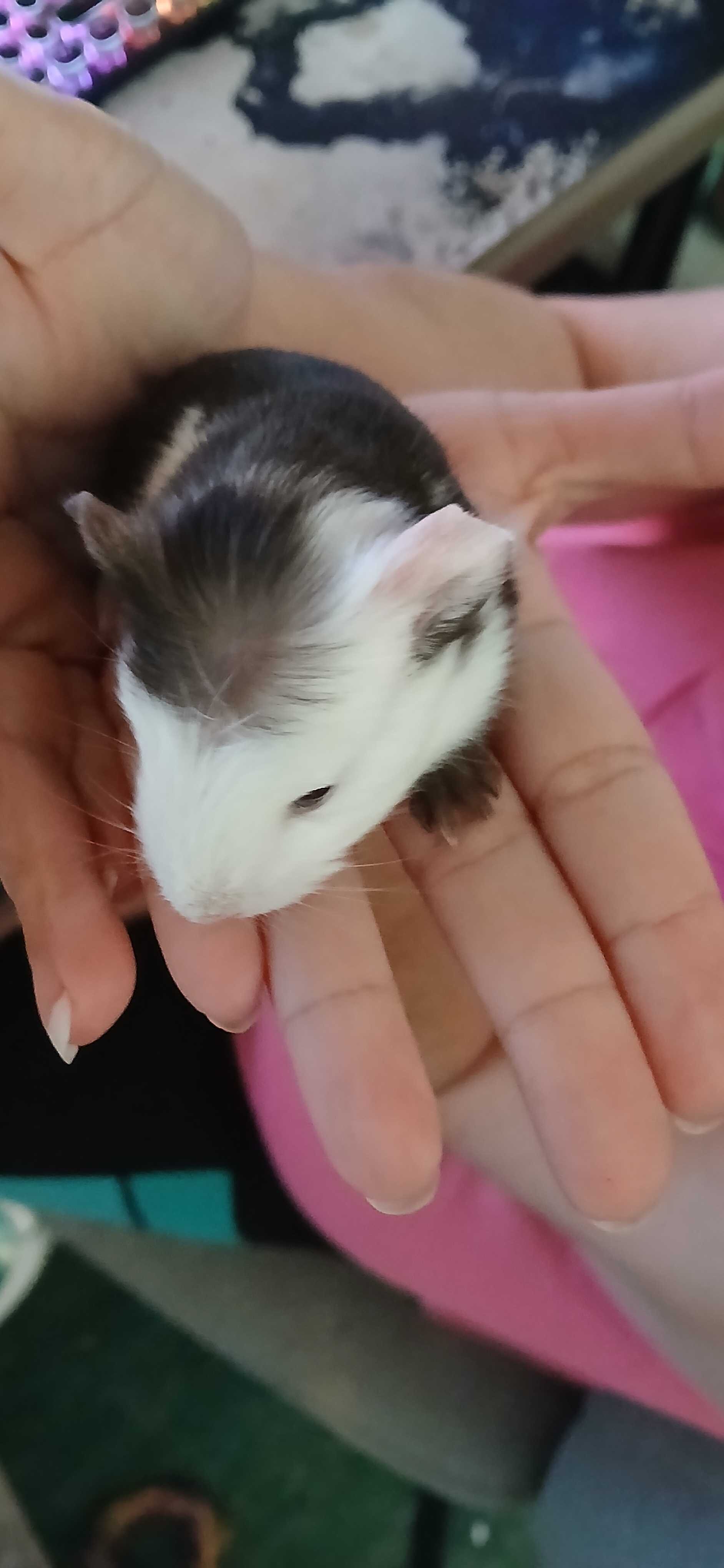Baby Guinea pigs image 2