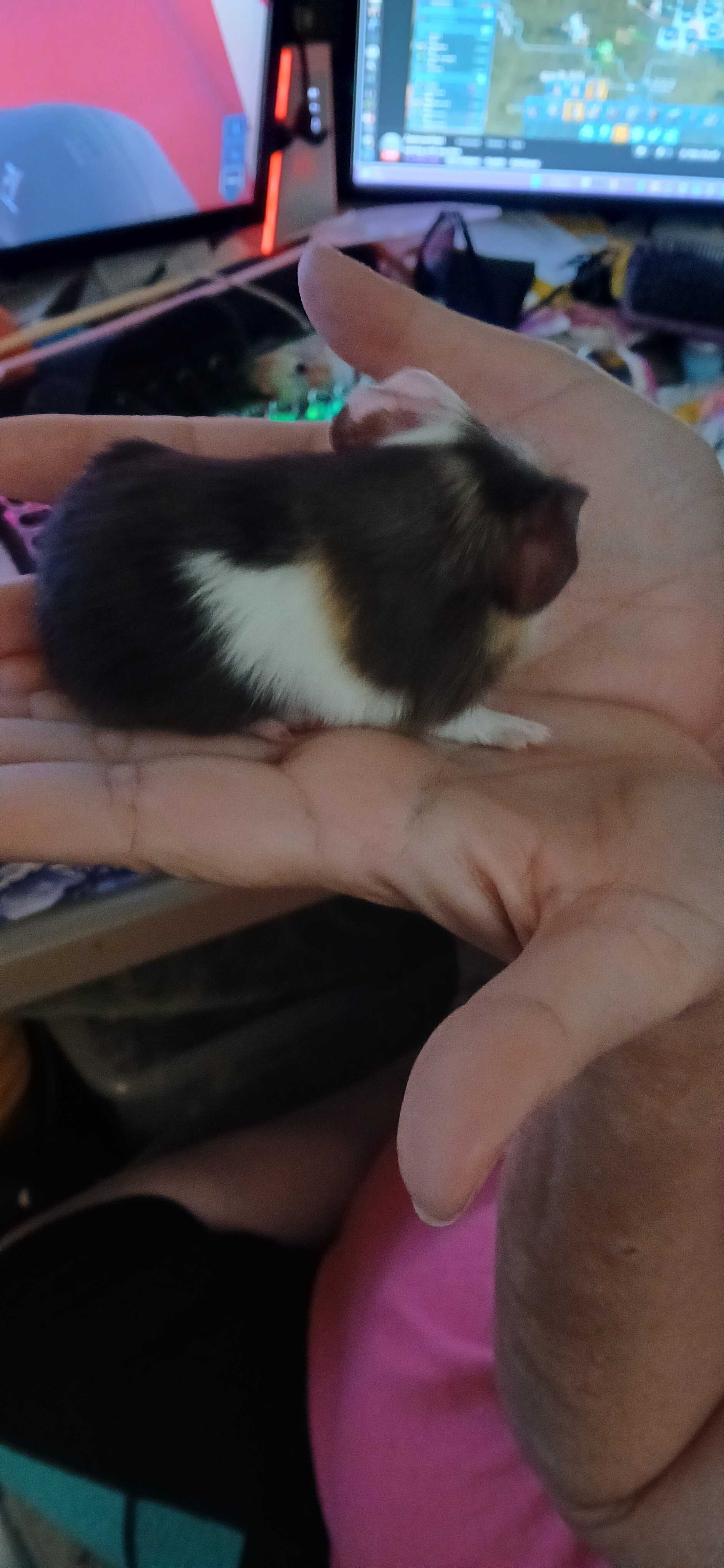 Baby Guinea pigs image 3