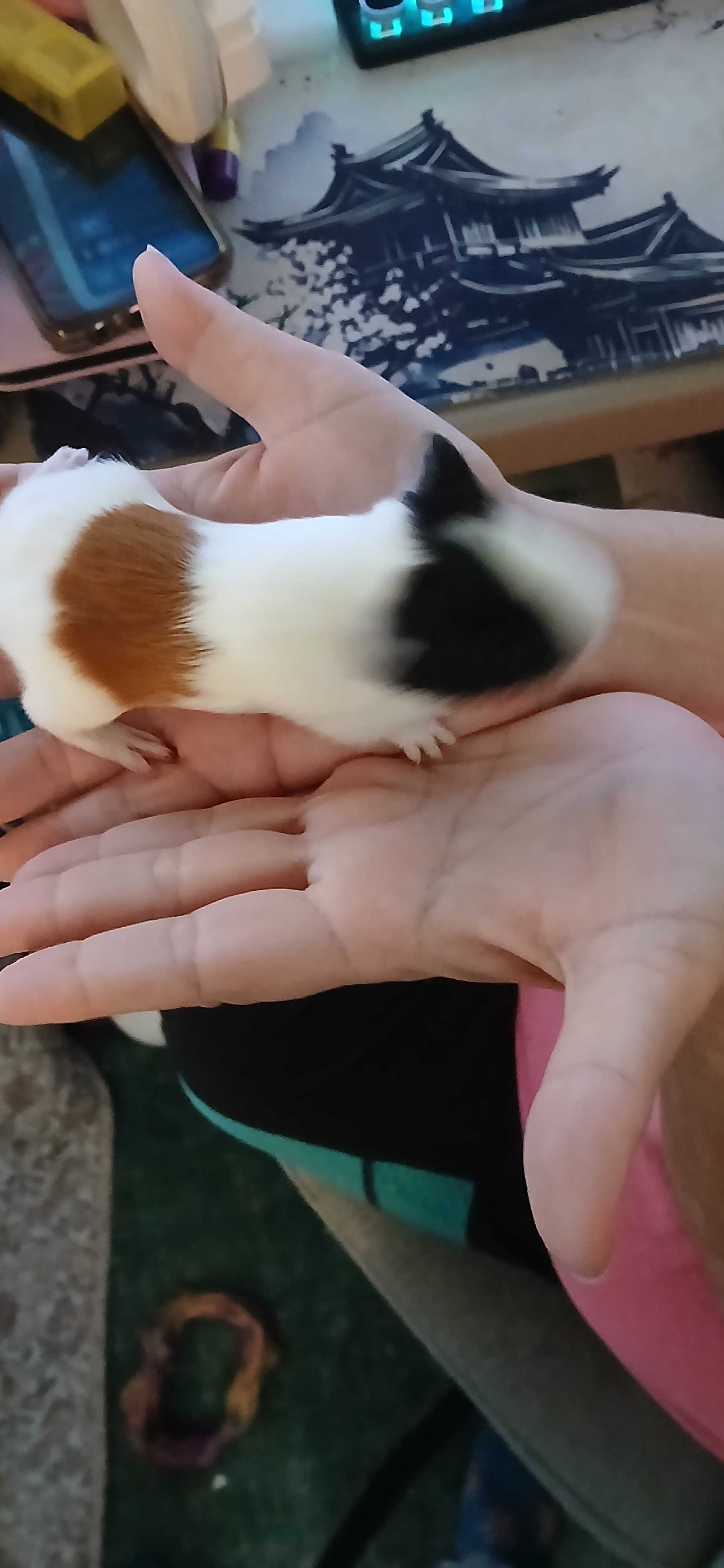Baby Guinea pigs image 1