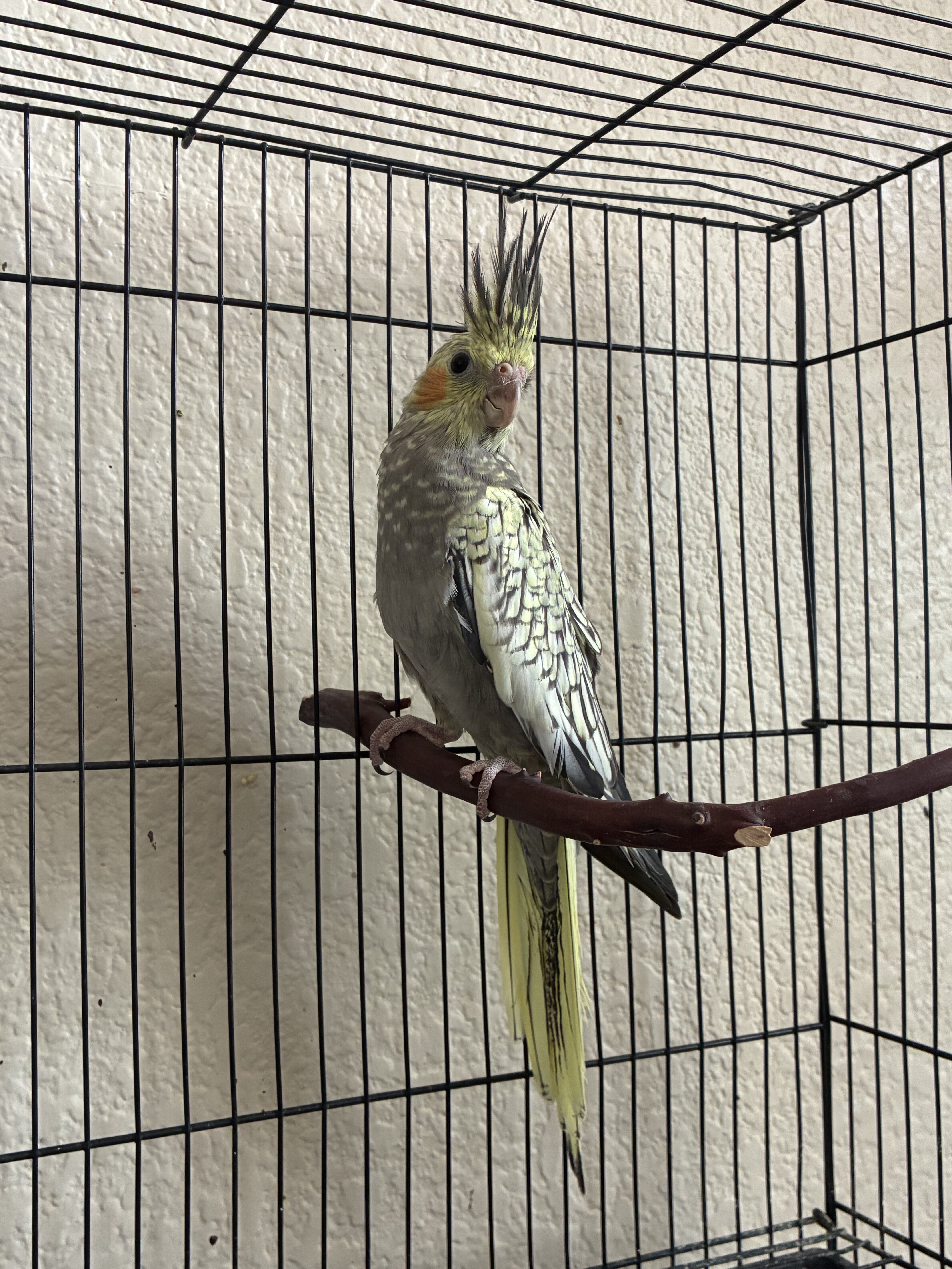 Cockatiel image 1