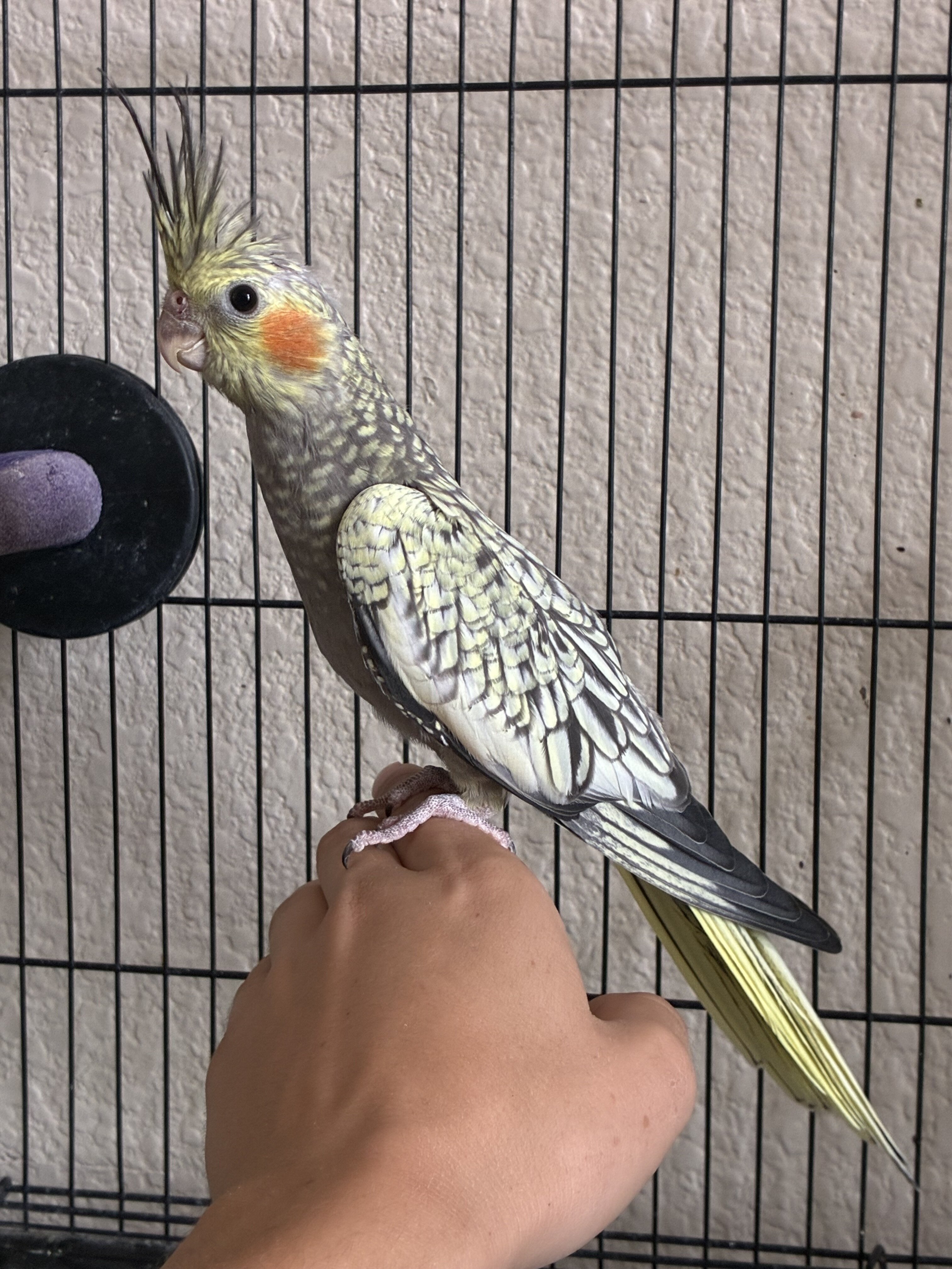 Cockatiel image 2