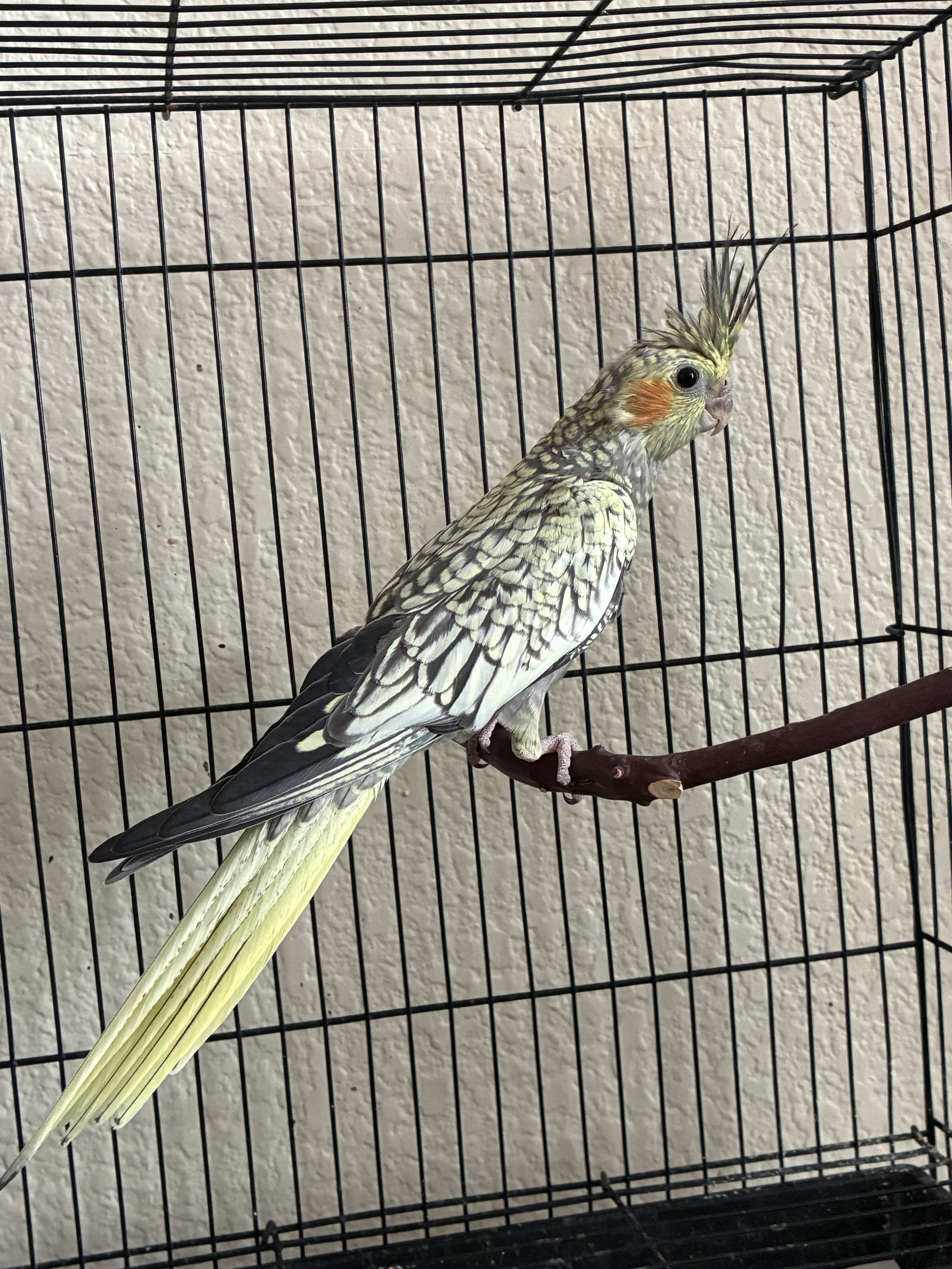 Cockatiel image 3