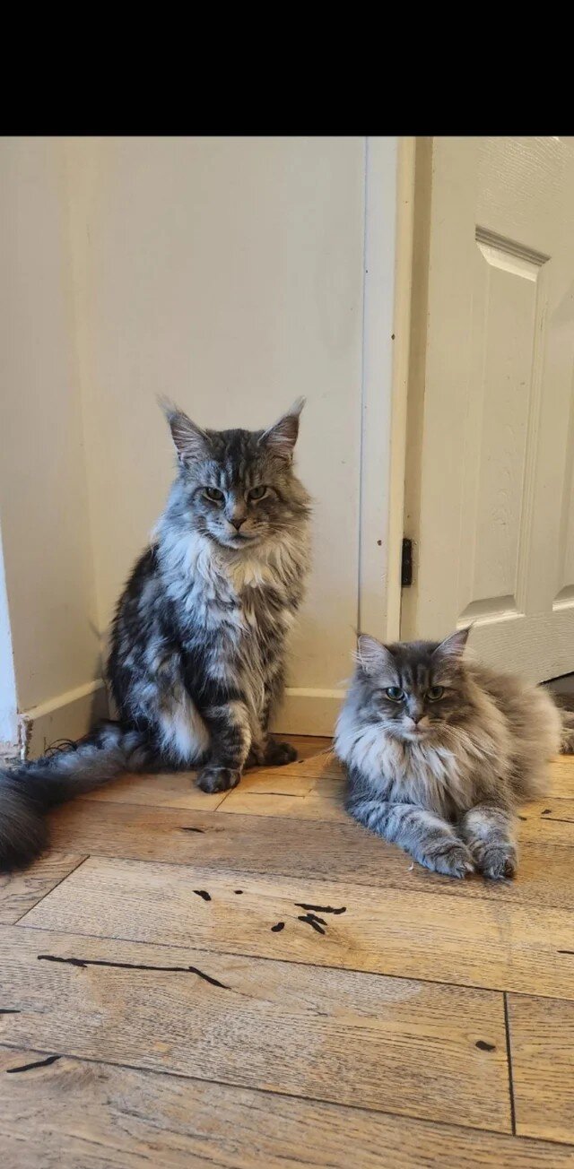 Stuning Maine Coone kittens image 1