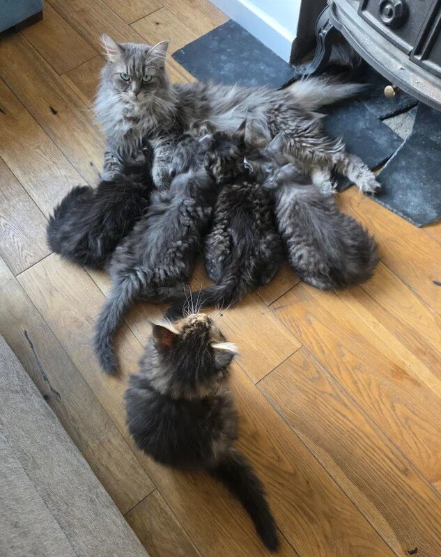 Stuning Maine Coone kittens image 2