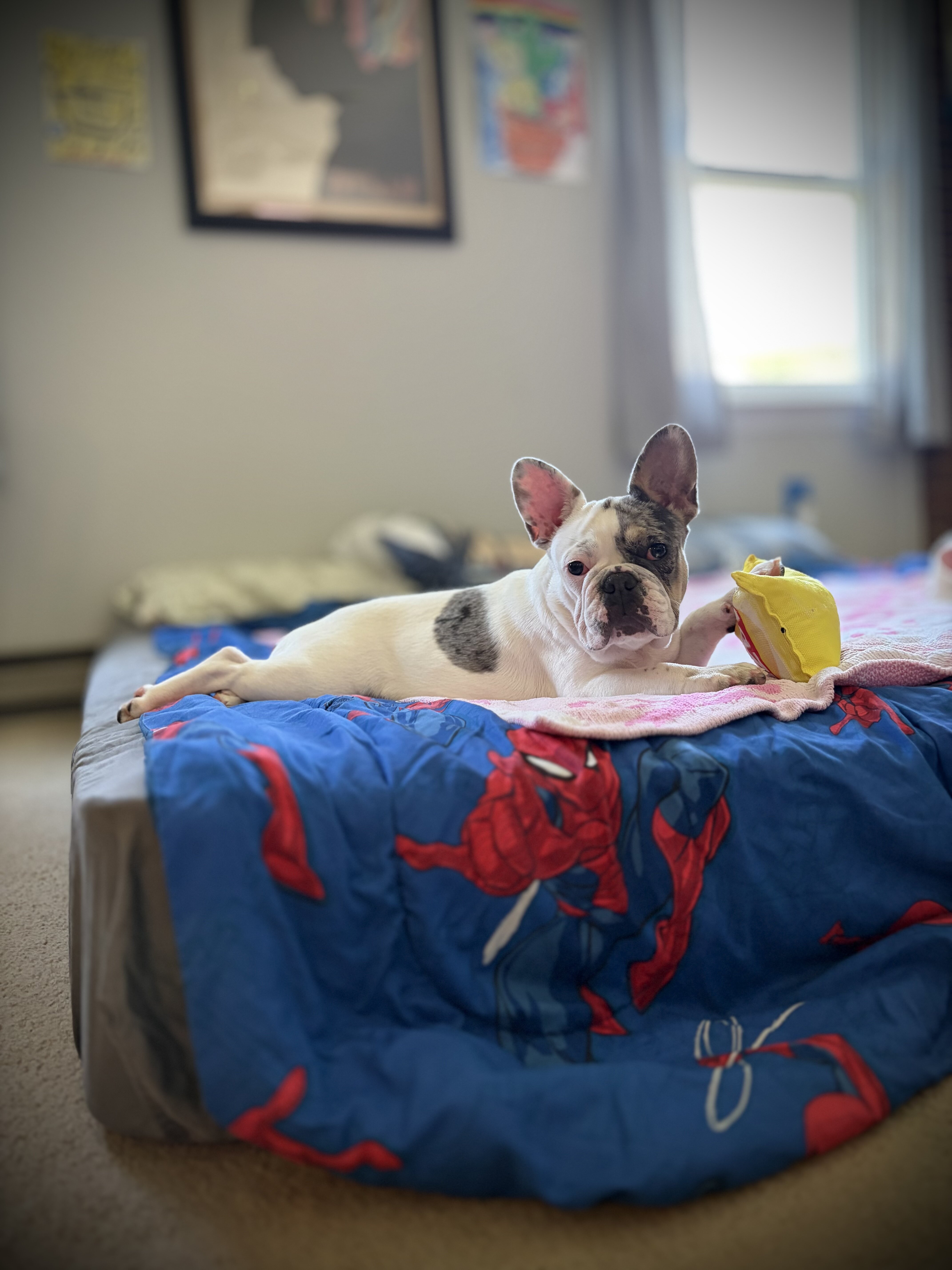 French bulldog (pied male) image 5