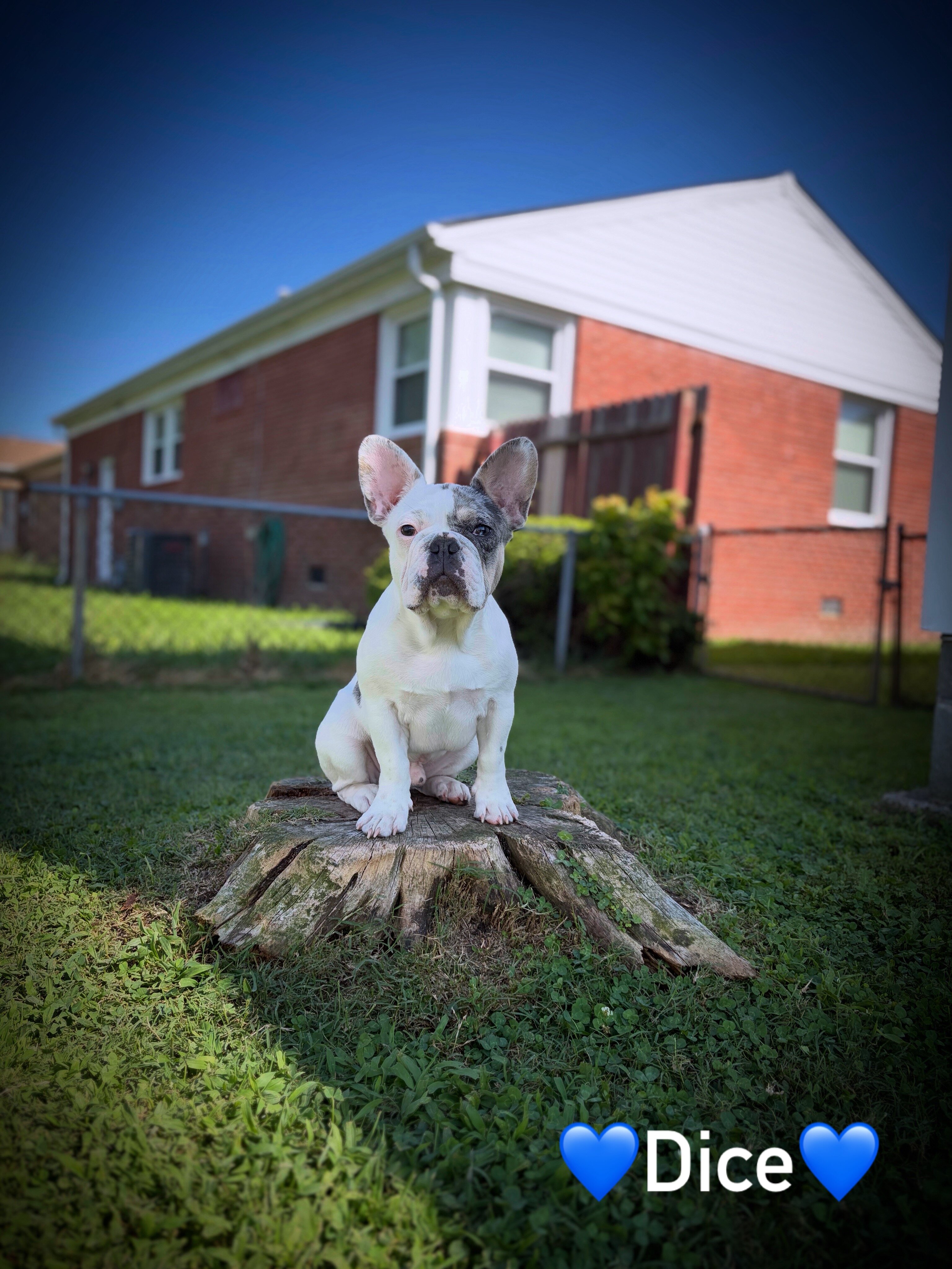 French bulldog (pied male) image 4