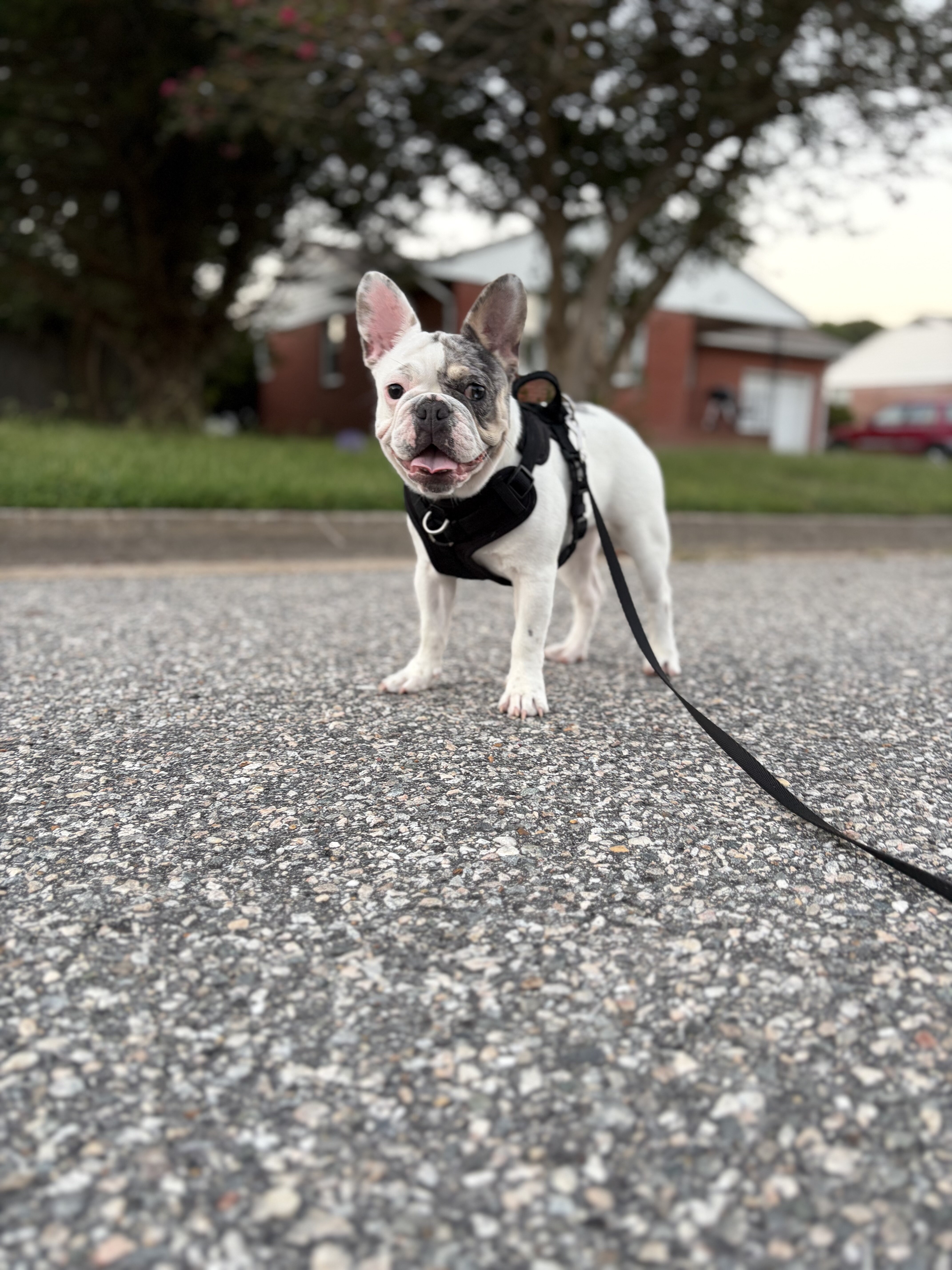 French bulldog (pied male) image 3