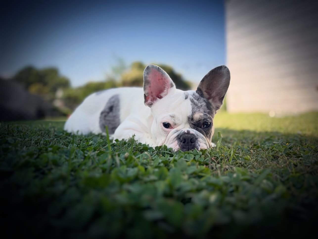 French bulldog (pied male) image 2