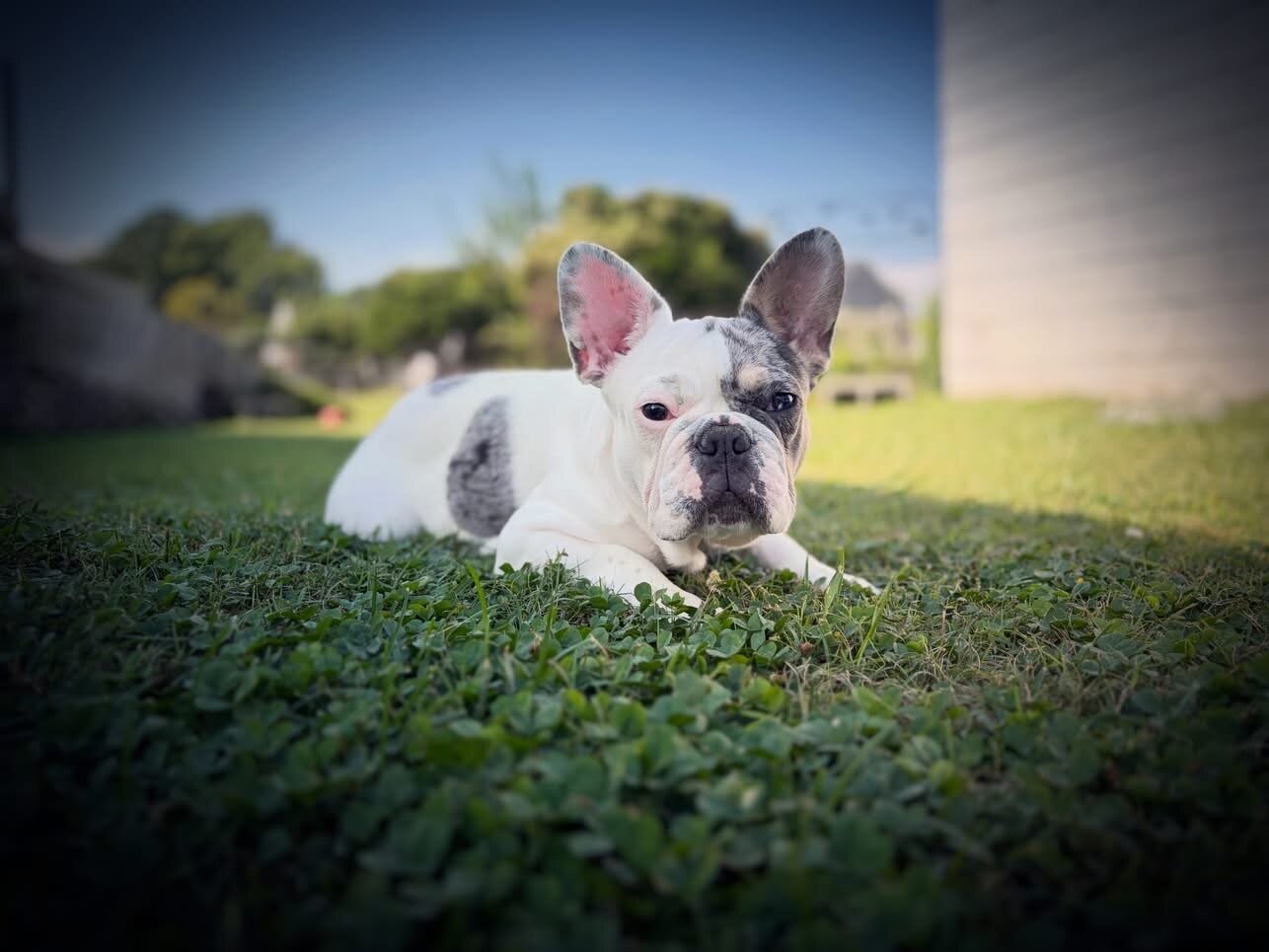 French bulldog (pied male) image 1