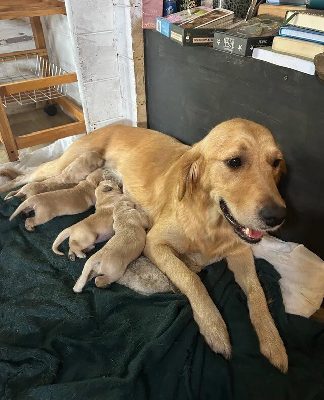 Gorgeous pedigree Golden Retriever Puppies image 2