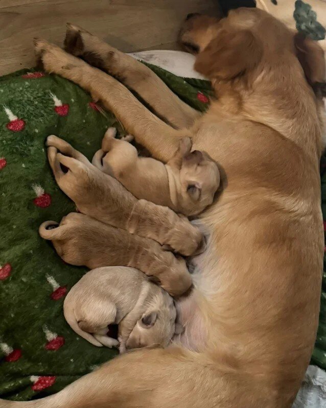Gorgeous pedigree Golden Retriever Puppies image 1