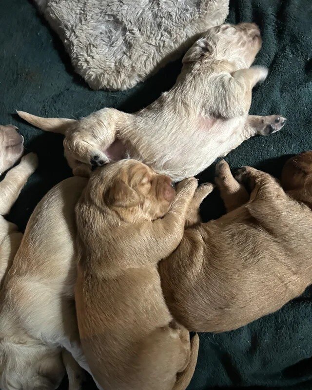 Gorgeous pedigree Golden Retriever Puppies image 3