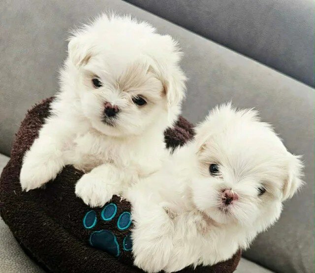 For Sale Beatifull Puppies Maltese image 1