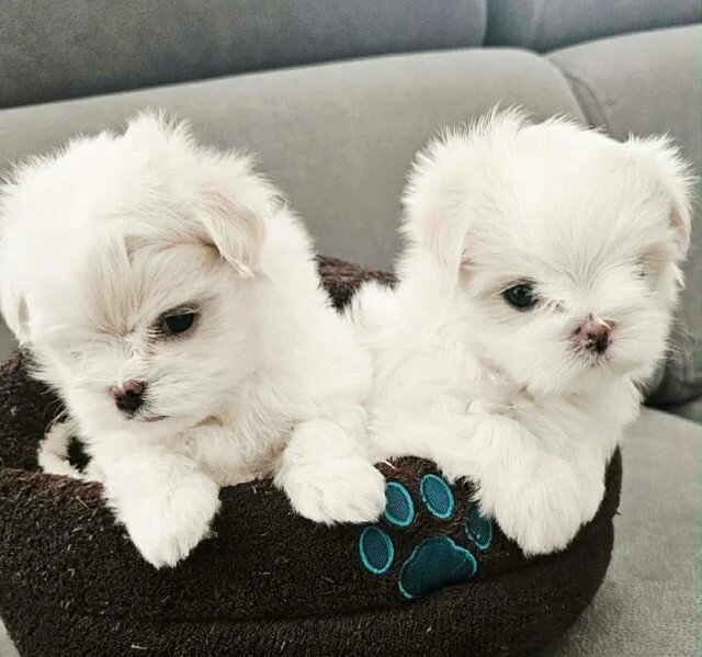 For Sale Beatifull Puppies Maltese image 4