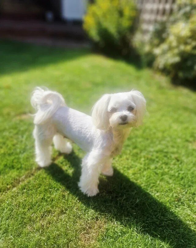 For Sale Beatifull Puppies Maltese image 2
