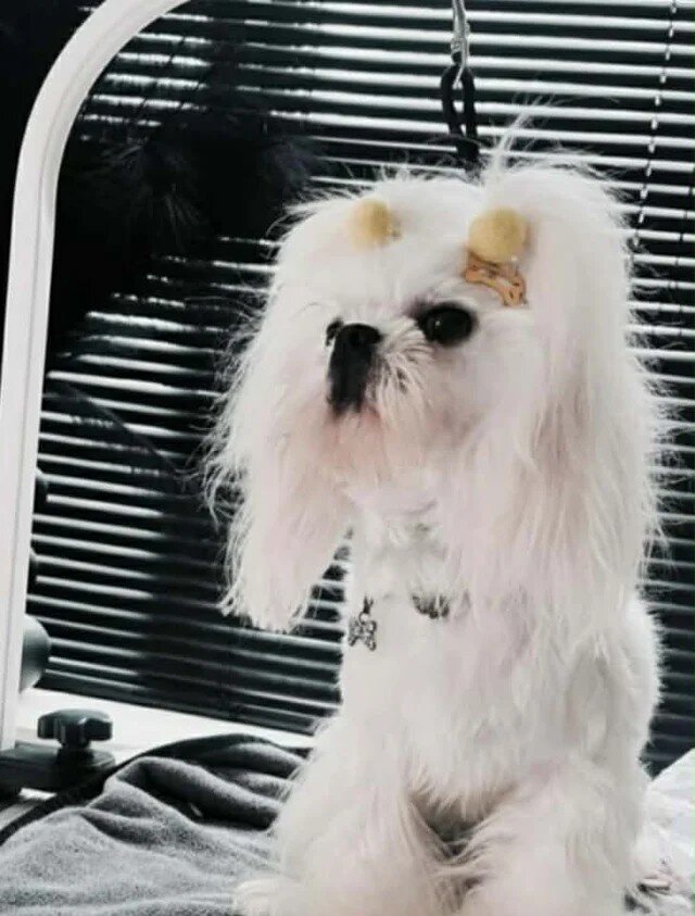 For Sale Beatifull Puppies Maltese image 3