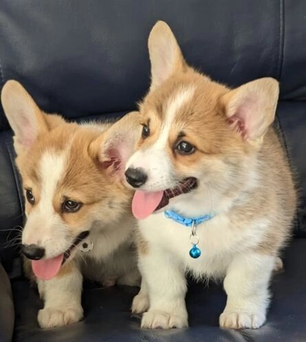 Pembroke Welsh corgi pups image 2
