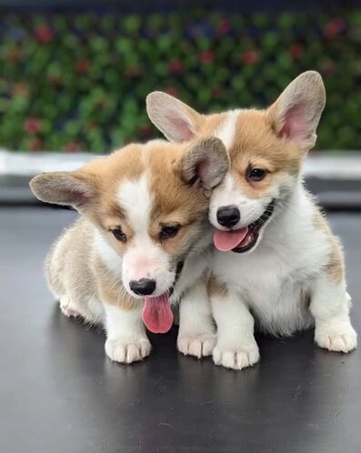 Pembroke Welsh corgi pups image 1
