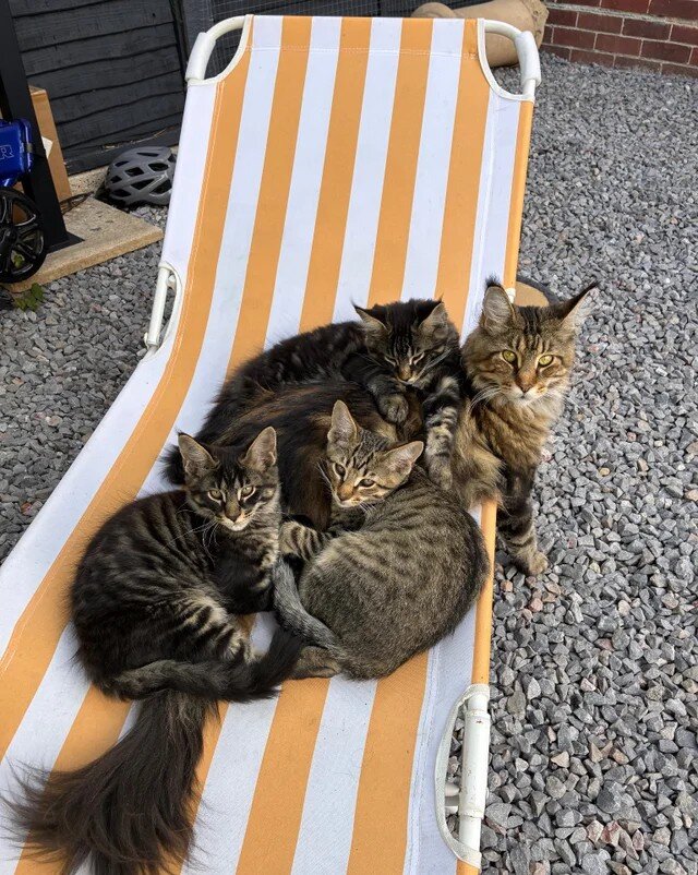 Pure Maine Coon kittens for sale image 2