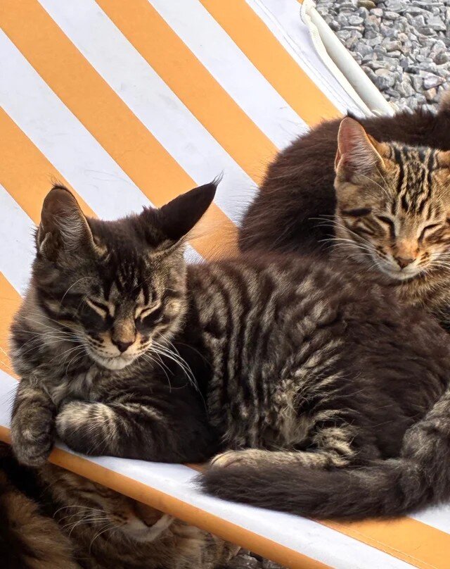 Pure Maine Coon kittens for sale image 1