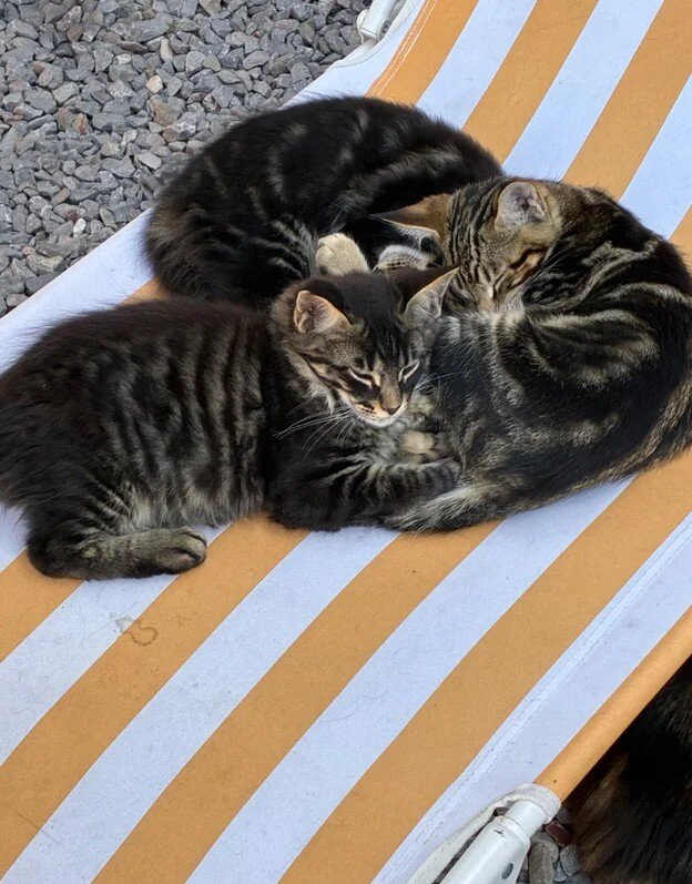 Pure Maine Coon kittens for sale image 3