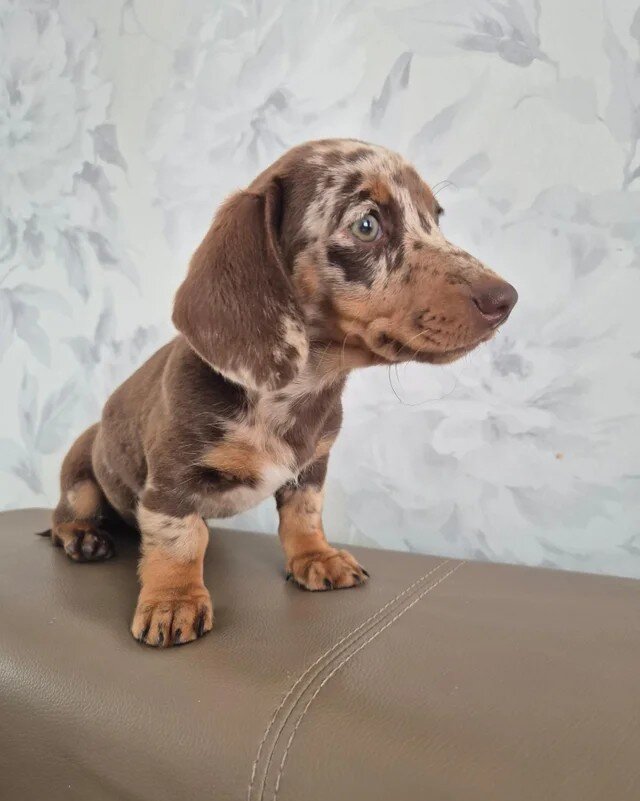 KC registered miniture dachund puppies image 1