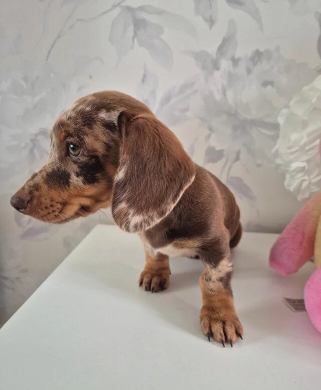 KC registered miniture dachund puppies image 2