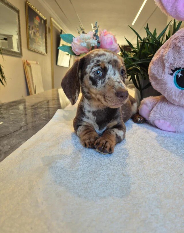 KC registered miniture dachund puppies image 3