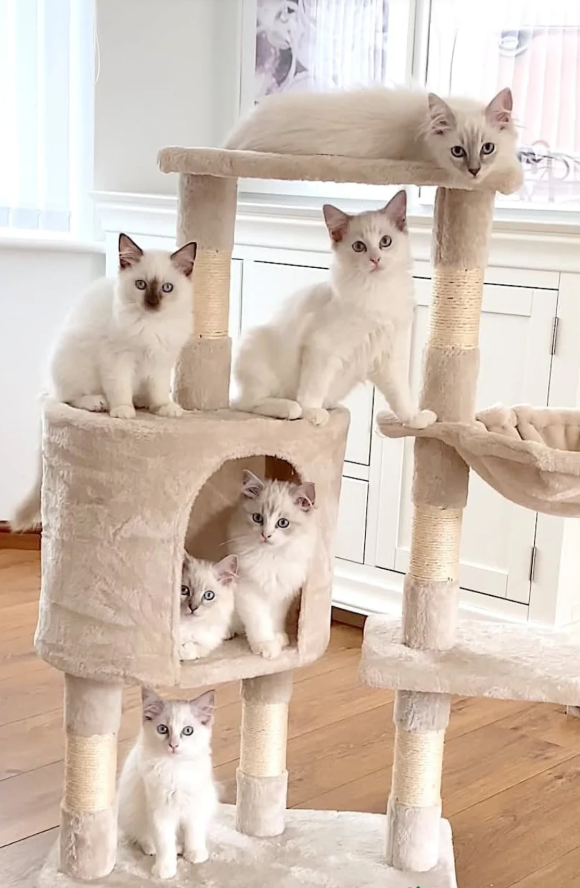 LILAC RAGDOLL KITTENS image 1