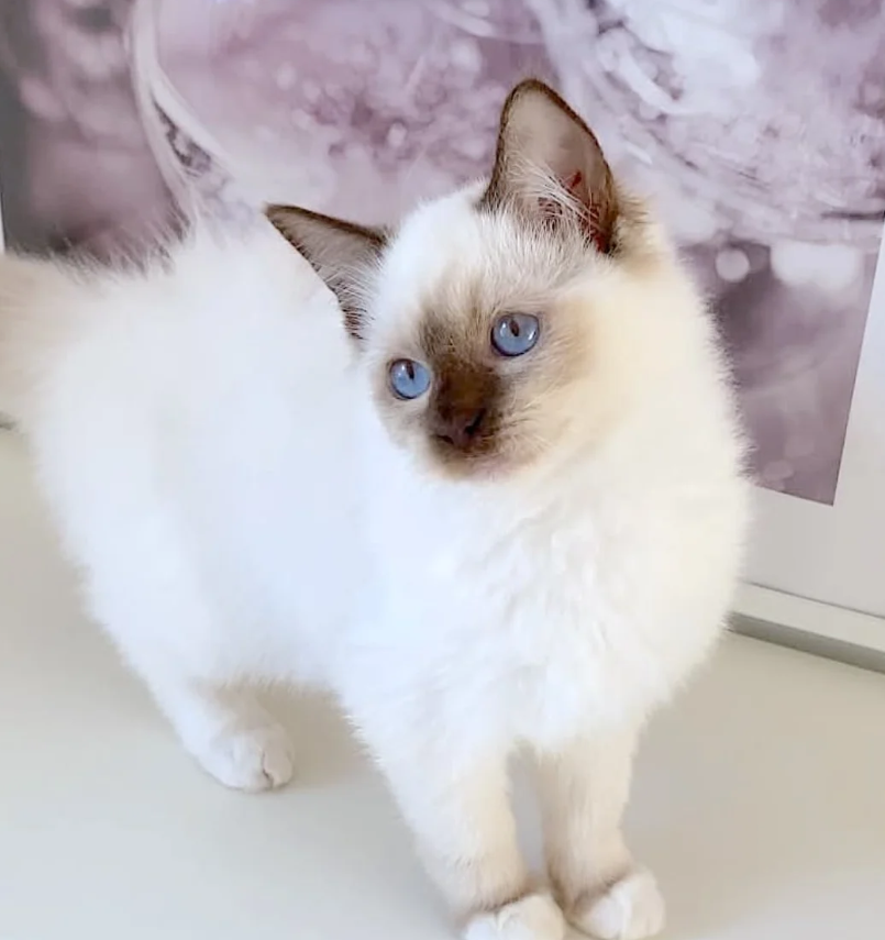 LILAC RAGDOLL KITTENS image 2