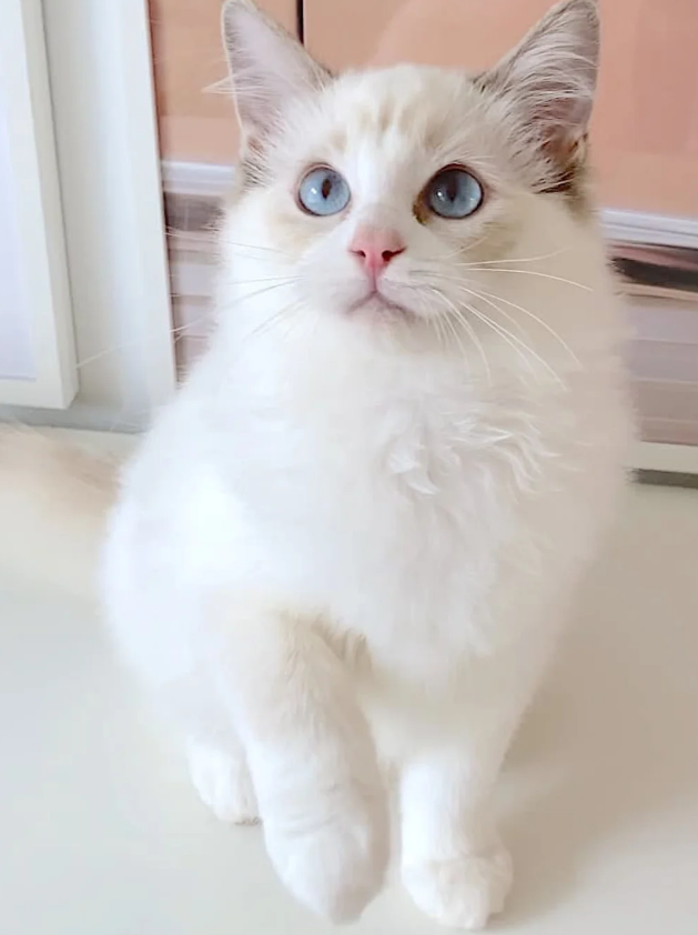 LILAC RAGDOLL KITTENS image 3