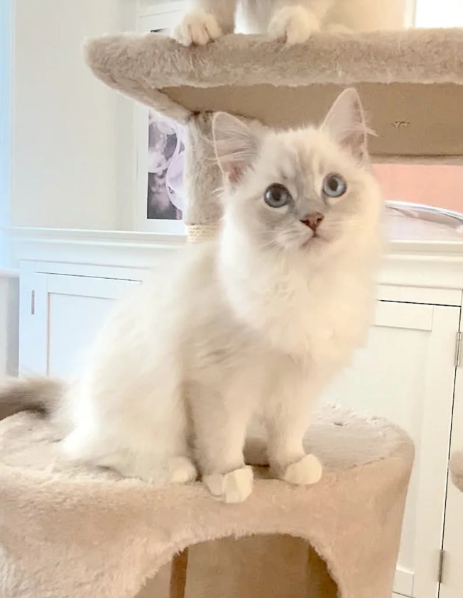LILAC RAGDOLL KITTENS image 4