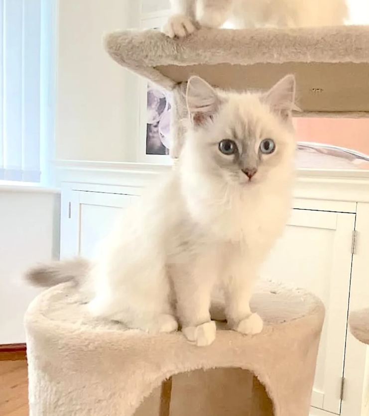 LILAC RAGDOLL KITTENS image 5