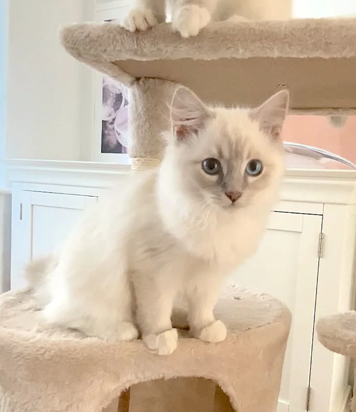 LILAC RAGDOLL KITTENS image 6