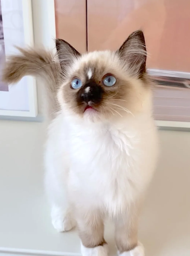 LILAC RAGDOLL KITTENS image 7