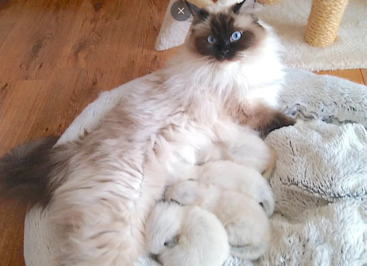 LILAC RAGDOLL KITTENS image 9