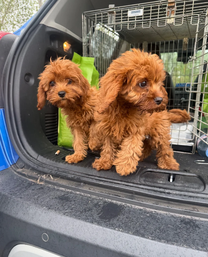 cavapoo pups available image 1