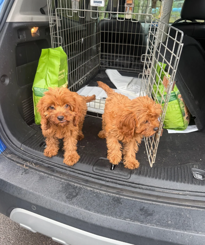 cavapoo pups available image 2