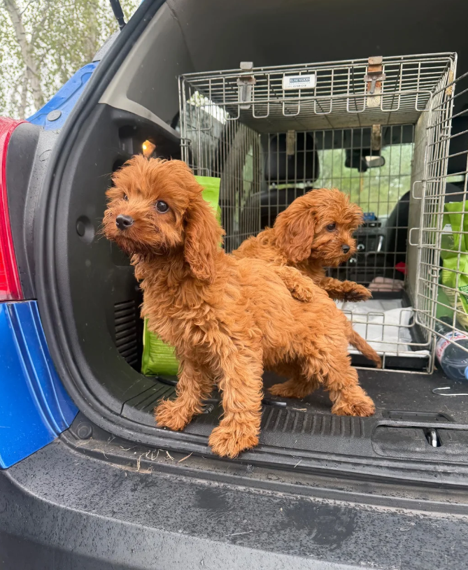 cavapoo pups available image 3