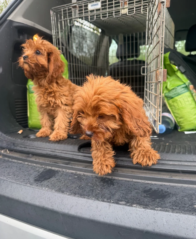 cavapoo pups available image 4