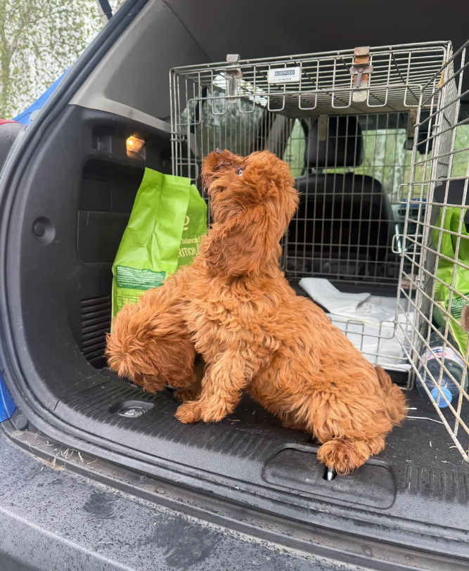 cavapoo pups available image 5