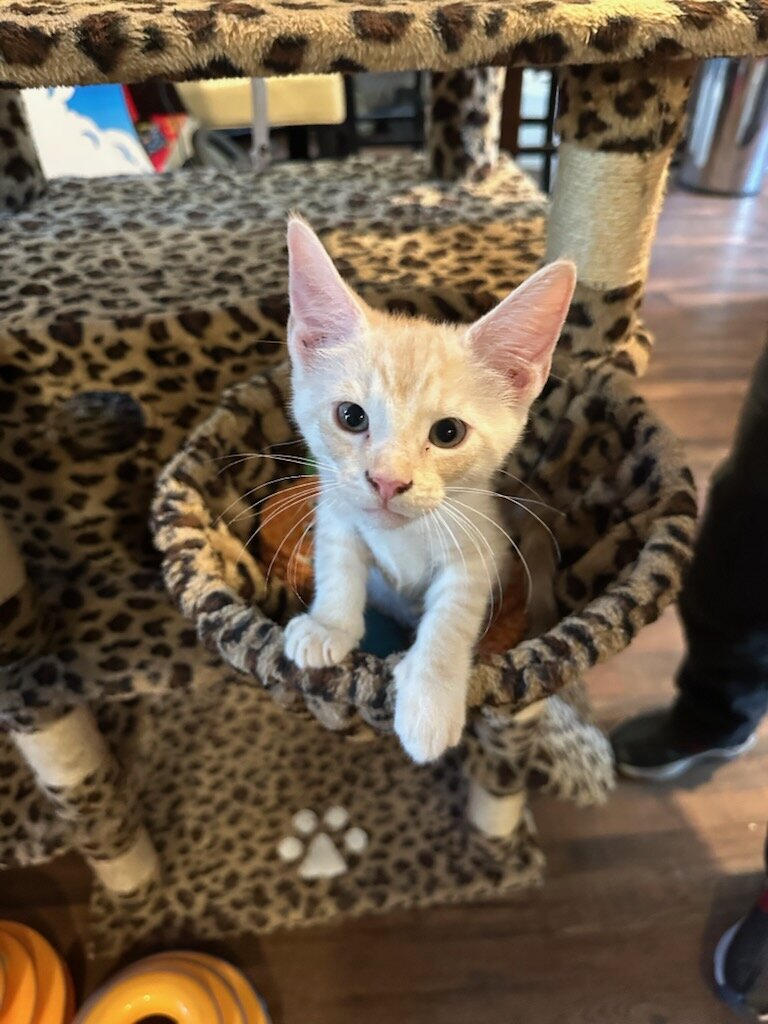 Amusta's Kittens image 3