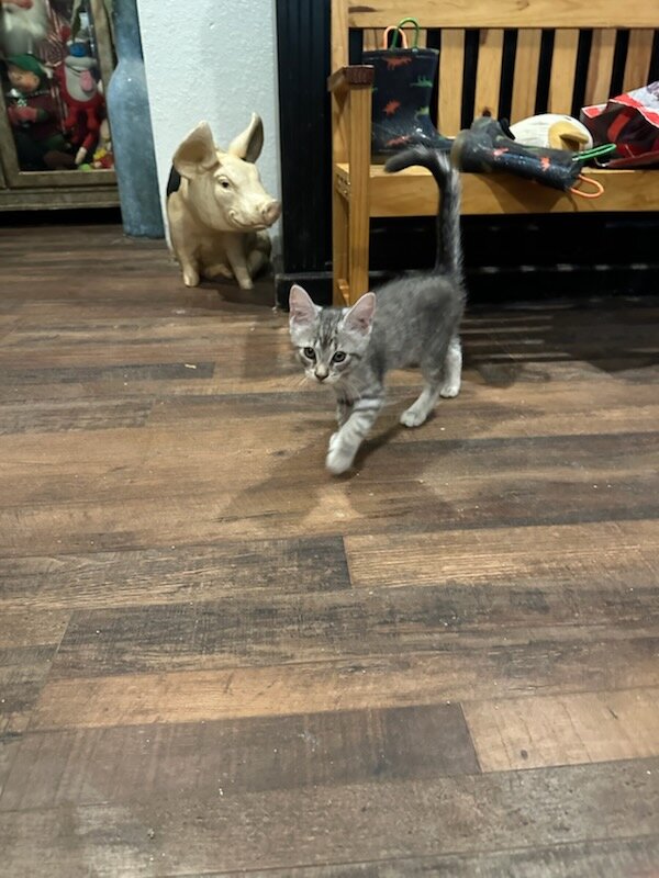 Amusta's Kittens image 2