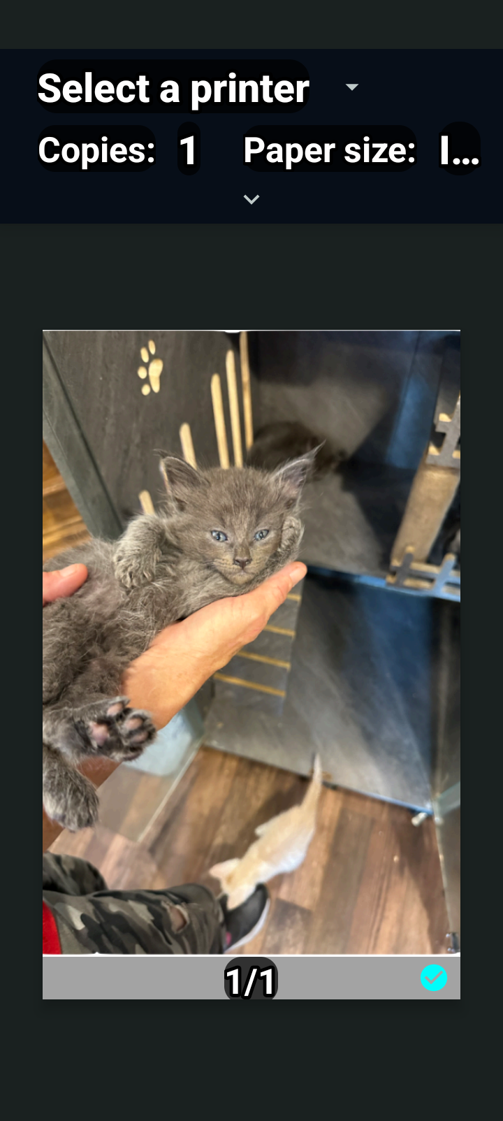 Amusta's Kittens image 1