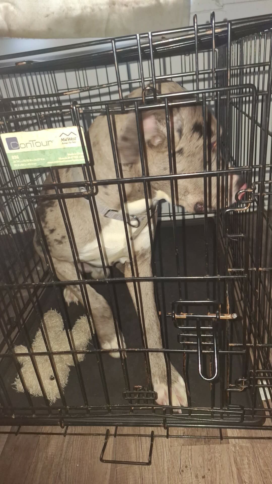 Pup image 2